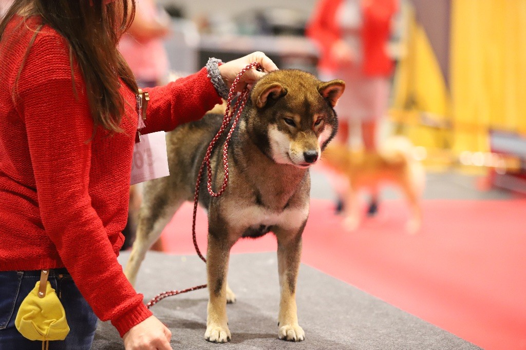 Sasayaki no kogarashi Kitsune No Tani Kensha