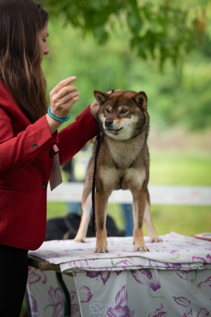 Uka goma oikaze Kitsune No Tani Kensha