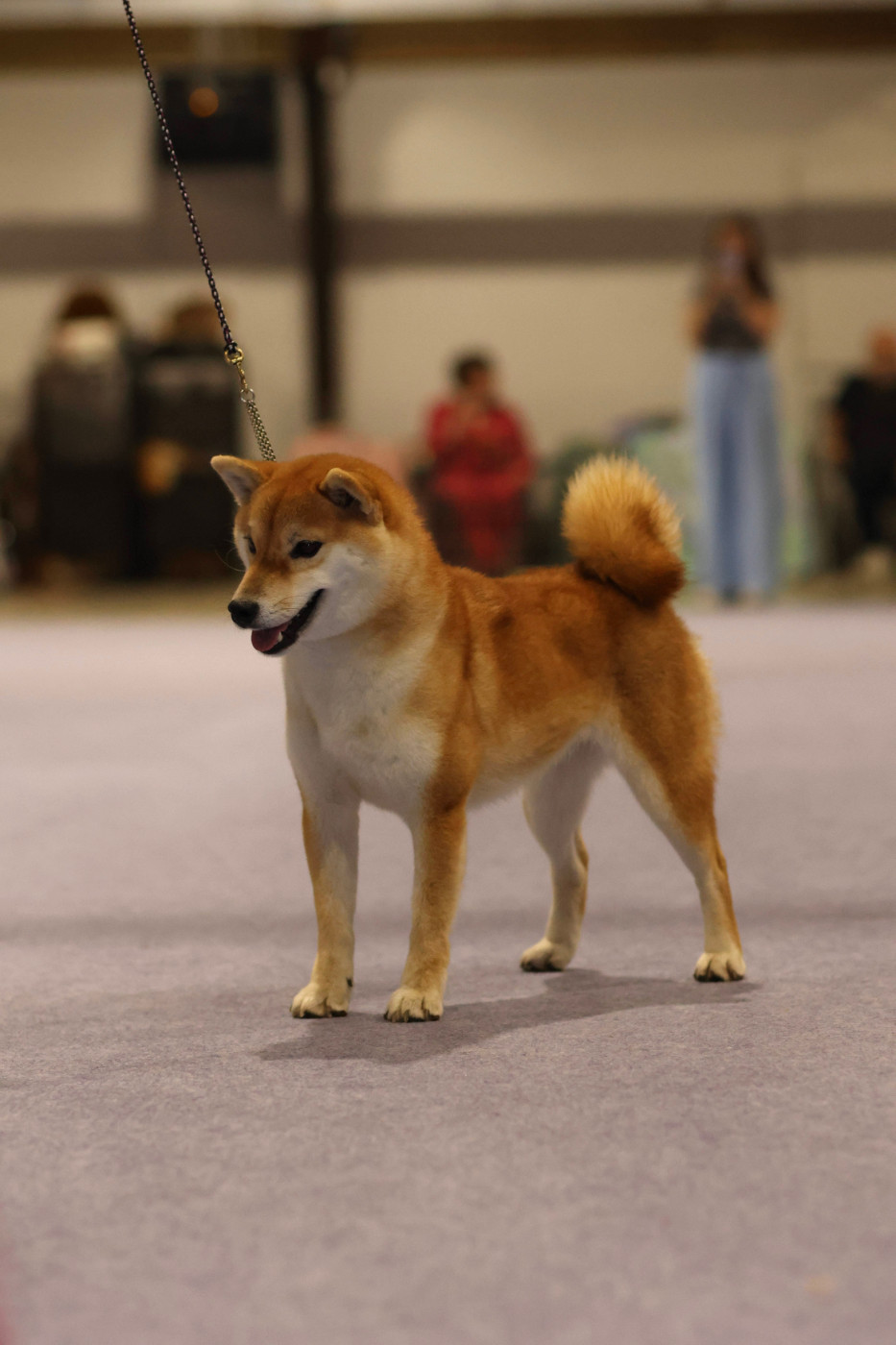 Vvahei no kaoru Kitsune No Tani Kensha