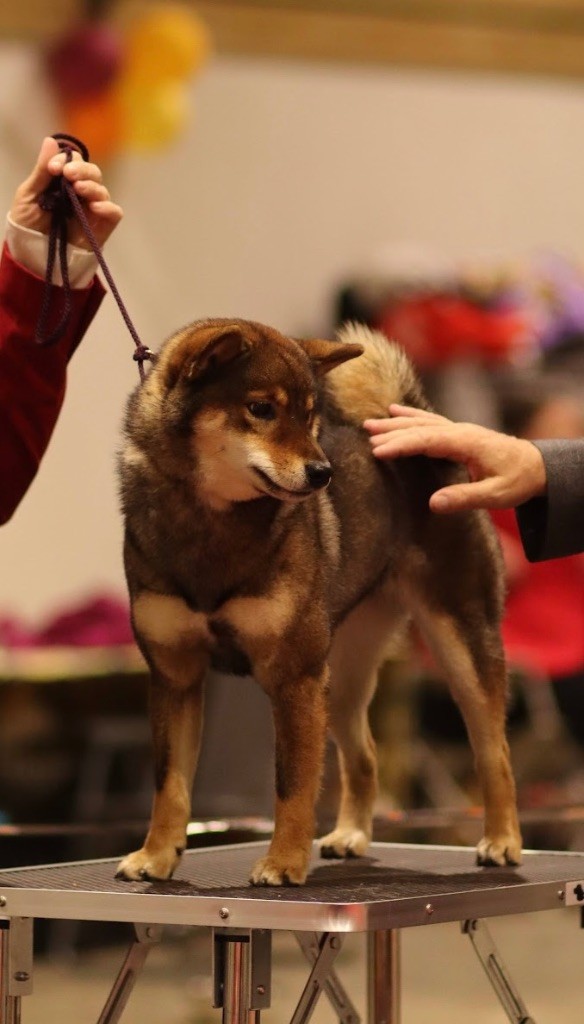 Vvakana uenzudee no heiwa Kitsune No Tani Kensha