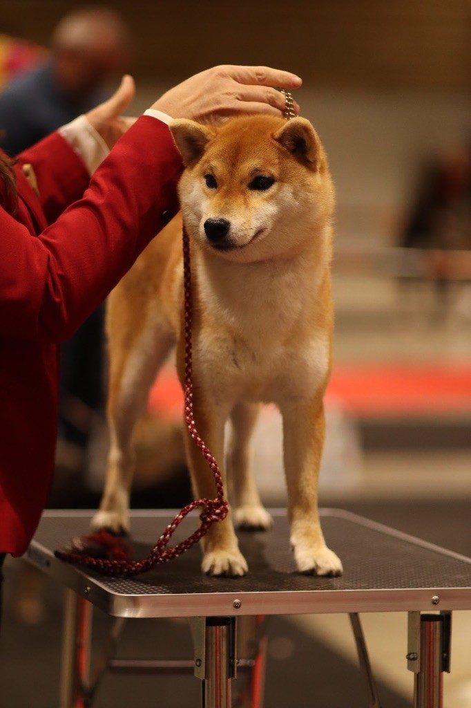 Vvahei no kaoru Kitsune No Tani Kensha