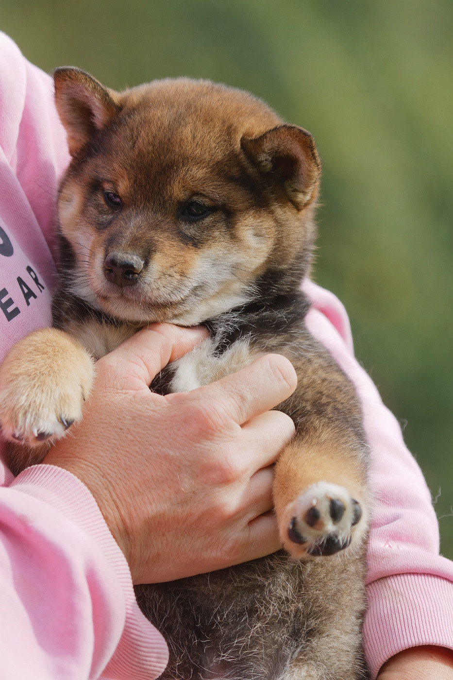 Amatsukaze Kitsune No Tani Kensha