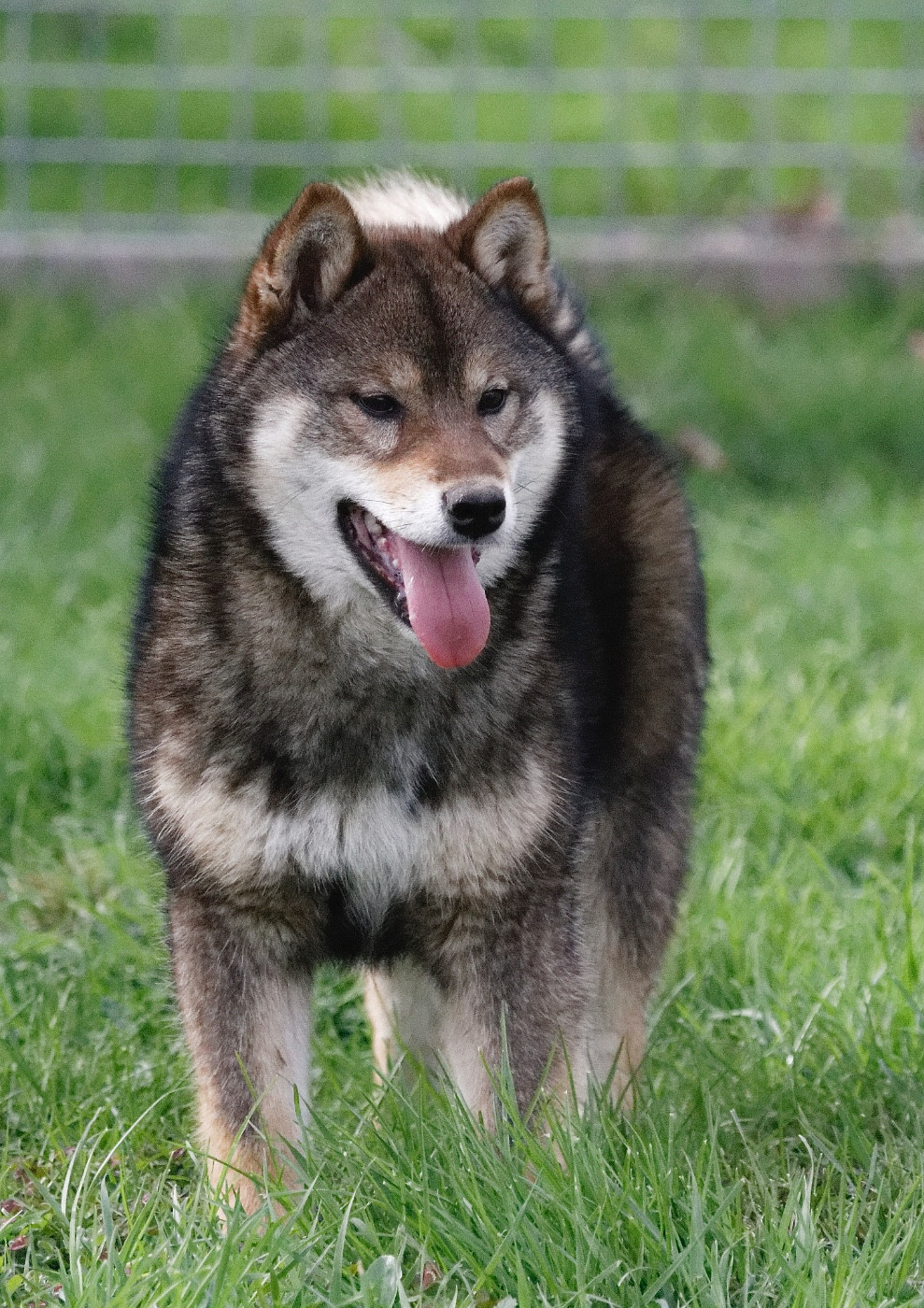 Amatsukaze Kitsune No Tani Kensha