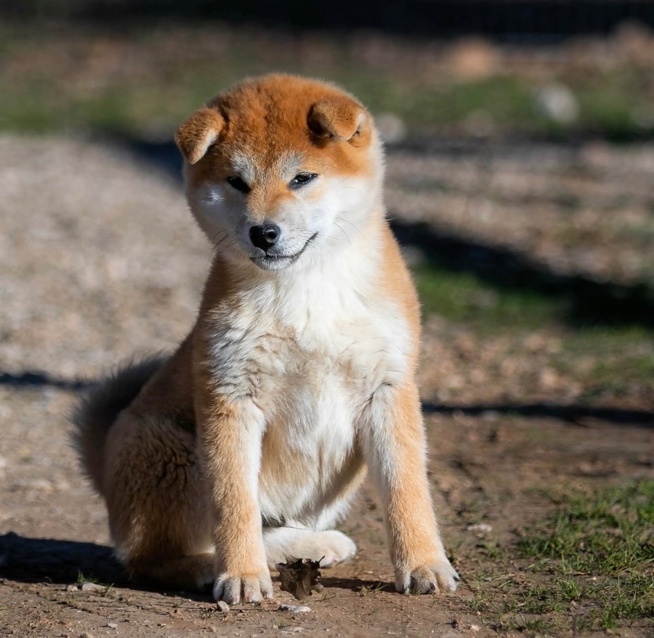 Akai Kikuhomare du Bois de Compiègne