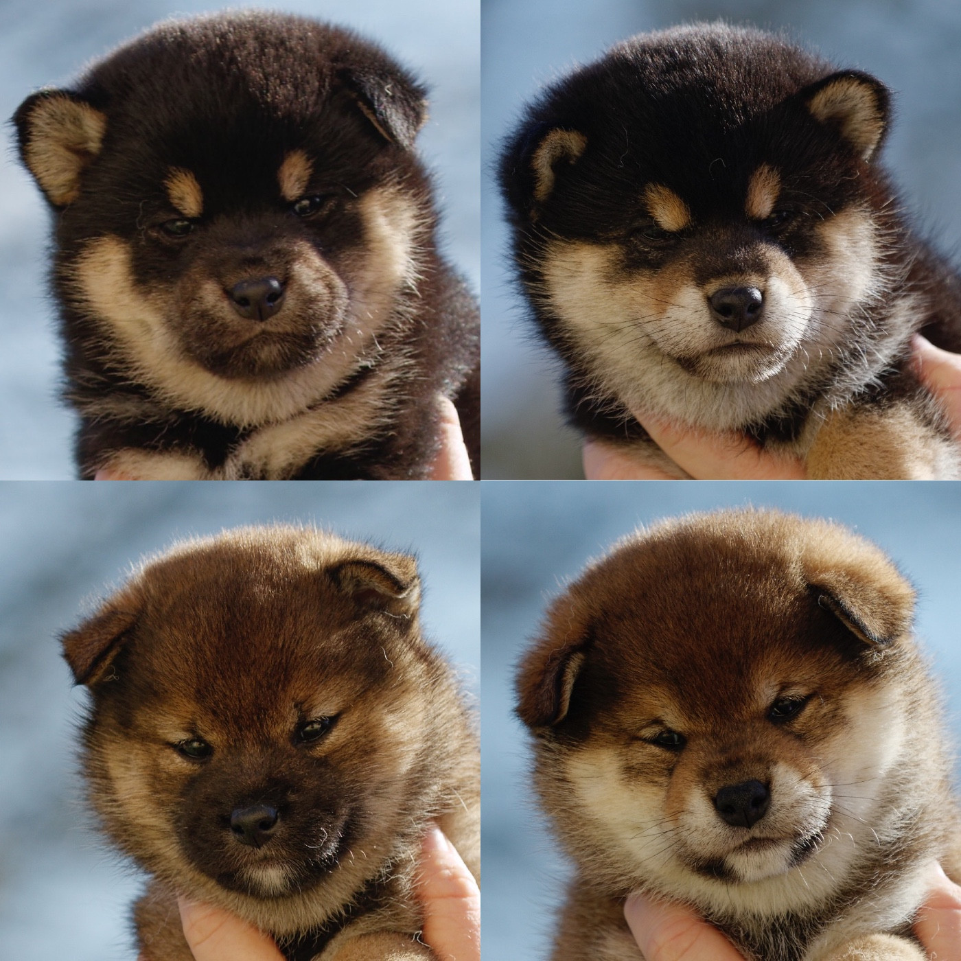 Chiot Shiba Kitsune No Tani Kensha