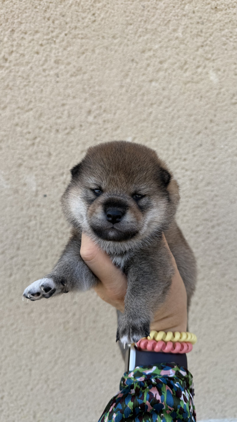 Kitsune No Tani Kensha - Chiots disponibles - Shiba