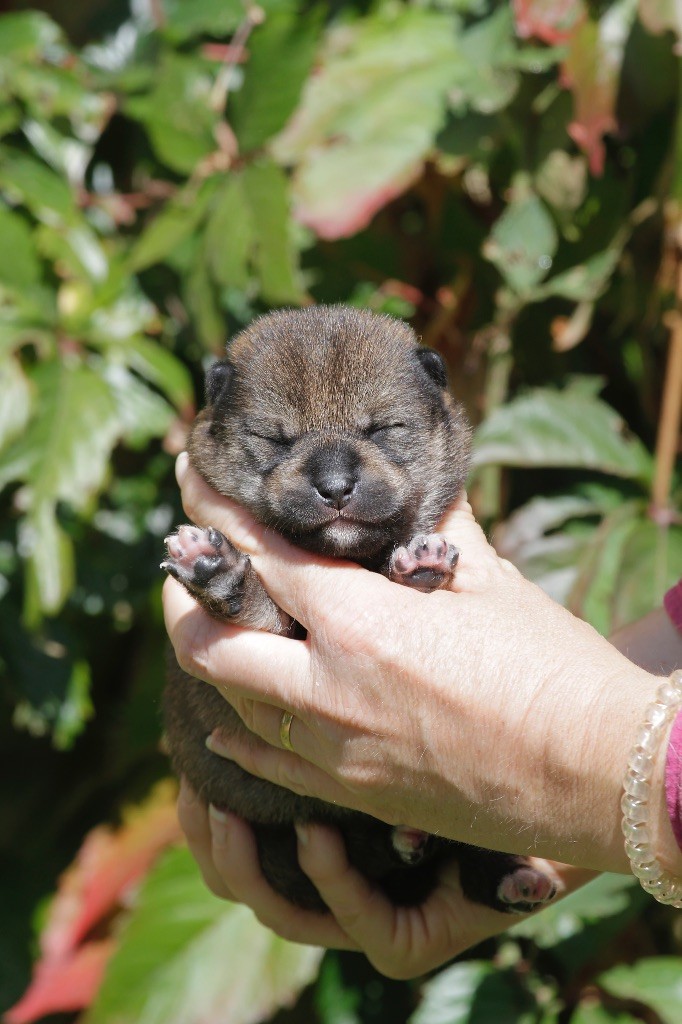 Kitsune No Tani Kensha - Chiots disponibles - Shiba