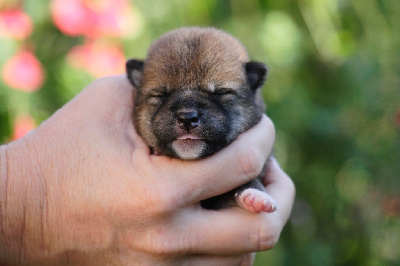 CHIOT 5