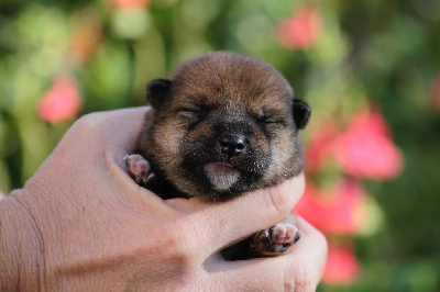 CHIOT 1