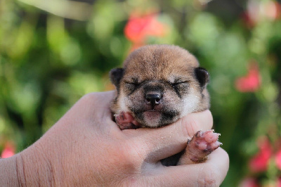 CHIOT 2