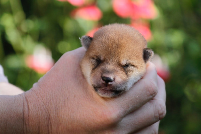 CHIOT 4