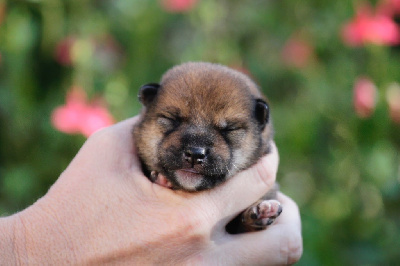 CHIOT 3